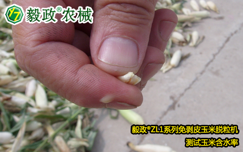 陜西毅政農業機械有限公司,毅政,免剝皮玉米脫粒機,發明人袁毅在沙苑農場考察早熟玉米成熟狀態